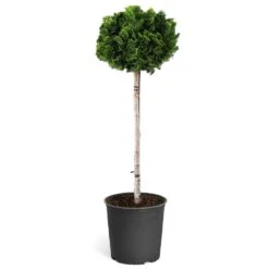 Dwarf Hinoki Cypress Tree -Fast-Growing-Trees Shop Hinoki Cypress Standard 1