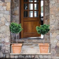 Dwarf Hinoki Cypress Tree -Fast-Growing-Trees Shop Hinoki Cypress Standard 2 6bc85b90 3eec 439f 92d1 ae3e8dfe164a