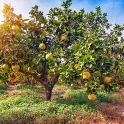 Hirado Pummelo Tree -Fast-Growing-Trees Shop Hirado Pummelo 1