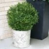 Gem Box® Holly Shrub -Fast-Growing-Trees Shop Holly Gem Box FGT 600x600 c7245634 5435 4fd3 8af4 9df9d91e4414