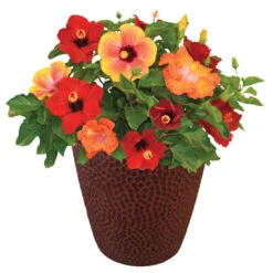 Bloom Bash® Hollywood® Hibiscus 10 Bloom Bash® Hollywood® Hibiscus -Fast-Growing-Trees Shop Hollywood Hibiscu BLoom Bash 1