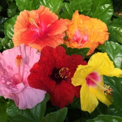 Bloom Bash® Hollywood® Hibiscus 12 Bloom Bash® Hollywood® Hibiscus -Fast-Growing-Trees Shop Hollywood Hibiscu BLoom Bash 2