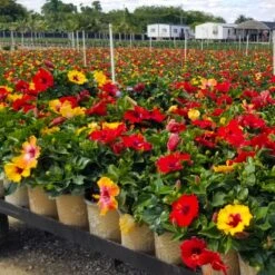 Bloom Bash® Hollywood® Hibiscus 11 Bloom Bash® Hollywood® Hibiscus -Fast-Growing-Trees Shop Hollywood Hibiscu BLoom Bash 4