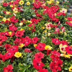 Bloom Bash® Hollywood® Hibiscus 13 Bloom Bash® Hollywood® Hibiscus -Fast-Growing-Trees Shop Hollywood Hibiscu BLoom Bash 5