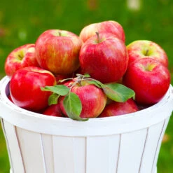 Apple Pollinator Pack -Fast-Growing-Trees Shop Honeycrisp Apple 1 BB