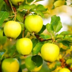 Honeygold Apple Tree -Fast-Growing-Trees Shop Honeygold Apple 7