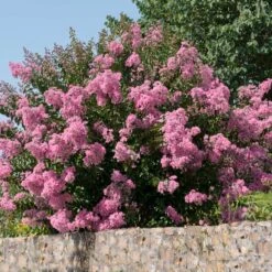 Hopi Crape Myrtle -Fast-Growing-Trees Shop Hopi Crape Myrtle 5