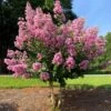 Hopi Crape Myrtle 1 Hopi Crape Myrtle -Fast-Growing-Trees Shop Hopi Crape Myrtle FGT 600x600 f056a88a 0534 44fb 9b52 5b38e7e51bd1