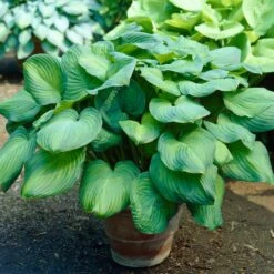 Guacamole Hosta -Fast-Growing-Trees Shop Hosta Guacamole 2