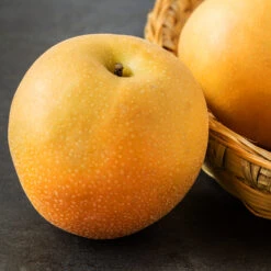 Hosui Asian Pear Tree -Fast-Growing-Trees Shop Hosui Pear 2 e4c4655a dc3e 442c aeb4 3b551daa20ee