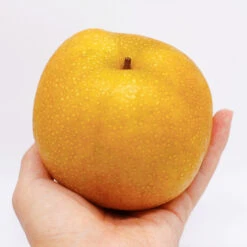 Hosui Asian Pear Tree -Fast-Growing-Trees Shop Hosui Pear 5