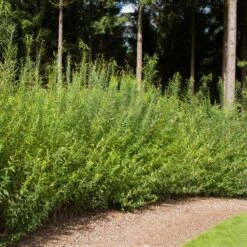 Willow Hybrid Tree -Fast-Growing-Trees Shop Hybrid Willow 1
