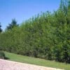 Willow Hybrid Tree -Fast-Growing-Trees Shop Hybrid Willow 2