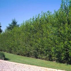 Willow Hybrid Tree -Fast-Growing-Trees Shop Hybrid Willow 600x600 2dfc15a0 703c 41ff 8de6 2296fcf3b035
