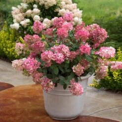 Fire Light® Hydrangea Shrub -Fast-Growing-Trees Shop Hydrangea FIrelight 6
