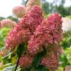 Fire Light® Hydrangea Shrub -Fast-Growing-Trees Shop Hydrangea FIrelight FGT 600x600 fee6326c d7e3 40ef 9e05 bc9d50177a56