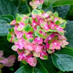 Pistachio Hydrangea Shrub -Fast-Growing-Trees Shop Hydrangea Pistachio 2