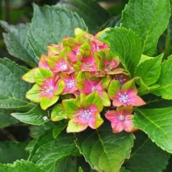 Pistachio Hydrangea Shrub -Fast-Growing-Trees Shop Hydrangea Pistachio 3