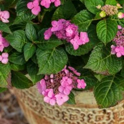 Endless Summer® Pop Star® Bigleaf Hydrangea -Fast-Growing-Trees Shop Hydrangea Pop Star 1