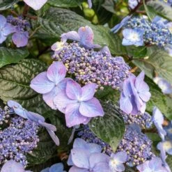 Endless Summer® Pop Star® Bigleaf Hydrangea -Fast-Growing-Trees Shop Hydrangea Pop Star 2