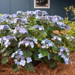 Endless Summer® Pop Star® Bigleaf Hydrangea -Fast-Growing-Trees Shop Hydrangea Pop Star 4 FGT
