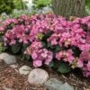 Endless Summer® Pop Star® Bigleaf Hydrangea -Fast-Growing-Trees Shop Hydrangea Pop Star FGT 600x600 0c83e550 fcaf 4086 b2ff 076f1346bce2
