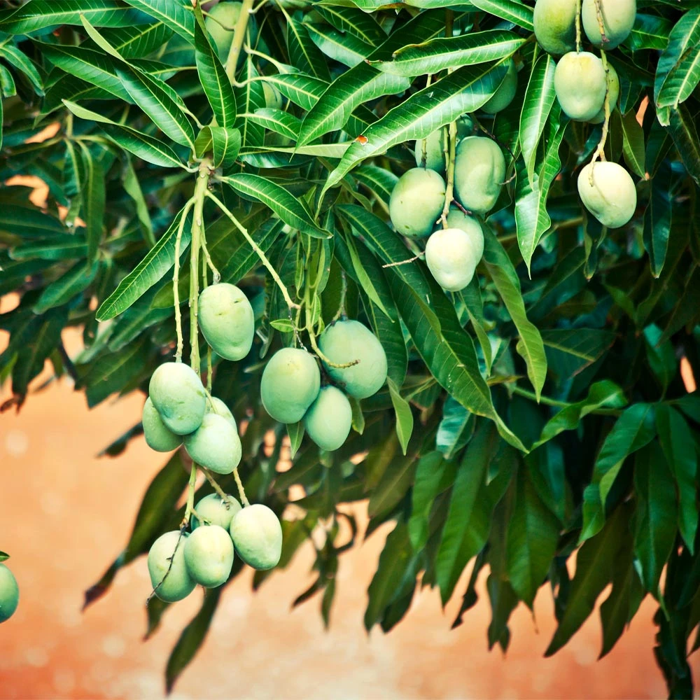 Ice Cream Mango Tree 6 Ice Cream Mango Tree - Image 4