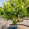 Ice Cream Mango Tree -Fast-Growing-Trees Shop Ice Cream Mango 600x600 904c37b8 aaac 40e9 b82b 49fb1d59da83