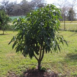 Ice Cream Mango Tree 13 Ice Cream Mango Tree -Fast-Growing-Trees Shop Ice Cream Mango 7