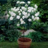 Iceberg Rose Tree 1 Iceberg Rose Tree -Fast-Growing-Trees Shop Iceberg Roses 600x600 e75374dc 3f81 4fe6 acda e6186e7eadfc