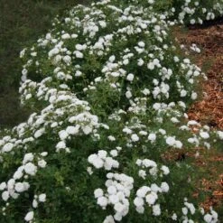 Icy Drift® Rose -Fast-Growing-Trees Shop Icy Drift Rose 1 FGT