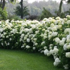 Incrediball® Hydrangea Shrub -Fast-Growing-Trees Shop Incrediball Hydrangea 1 FGT