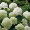 Incrediball® Hydrangea Shrub 2 Incrediball® Hydrangea Shrub -Fast-Growing-Trees Shop Incrediball Hydrangea FGT 600x600 db11fa34 d7f4 42e8 b522 b771f9dfae02