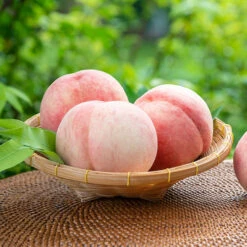 Indian Free White Peach Tree