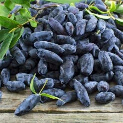 Indigo Gem Haskap (Honeyberry) -Fast-Growing-Trees Shop Indigo GEm Haskap 2