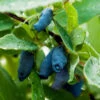 Indigo Gem Haskap (Honeyberry) -Fast-Growing-Trees Shop Indigo GEm Haskap 600x600 b2f232b9 e3e1 493f 8d14 d84faacd7d64