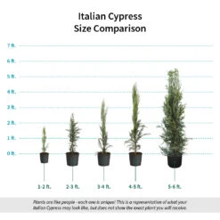 Italian Cypress 17 Italian Cypress -Fast-Growing-Trees Shop Italian Cypress Size Comparison ugc test