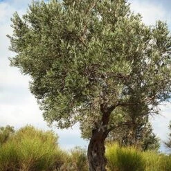 Italian Olive Tree -Fast-Growing-Trees Shop Italian Olive Tree 3 450W