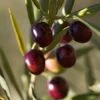 Italian Olive Tree 1 Italian Olive Tree -Fast-Growing-Trees Shop Italian Olive Tree 350W