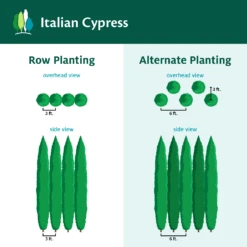 Italian Cypress 16 Italian Cypress -Fast-Growing-Trees Shop ItalianCypress