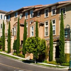 Italian Cypress 15 Italian Cypress -Fast-Growing-Trees Shop Italian Cypress 3 FGT