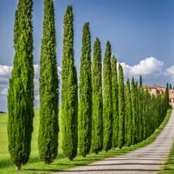 Italian Cypress 12 Italian Cypress -Fast-Growing-Trees Shop Italian Cypress 6 FGT