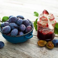 Italian Plum Tree 12 Italian Plum Tree -Fast-Growing-Trees Shop Italian Plum 1