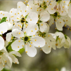 Italian Plum Tree 13 Italian Plum Tree -Fast-Growing-Trees Shop Italian Plum 6