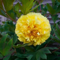 Bartzella Peony -Fast-Growing-Trees Shop Itoh Peony Bartzella 4 FGT