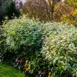 Ivory Halo Dogwood Shrub 9 Ivory Halo Dogwood Shrub -Fast-Growing-Trees Shop Ivory Halo Dogwood 2
