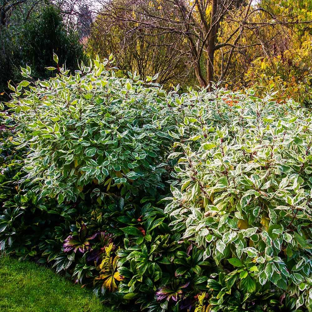 Ivory Halo Dogwood Shrub 6 Ivory Halo Dogwood Shrub - Image 4