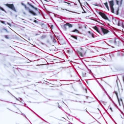 Ivory Halo Dogwood Shrub 8 Ivory Halo Dogwood Shrub -Fast-Growing-Trees Shop Ivory Halo Dogwood 4