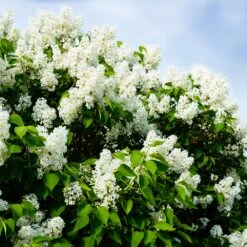 Ivory Silk Japanese Lilac Tree -Fast-Growing-Trees Shop Ivory Silk Lilac 1
