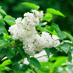 Ivory Silk Japanese Lilac Tree -Fast-Growing-Trees Shop Ivory Silk Lilac 2